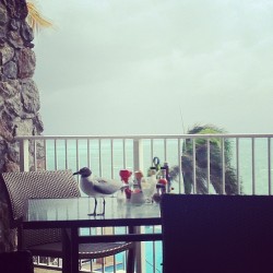 getsomecakedownyou:  Seagull mad invasive. Bold. Up in my face.