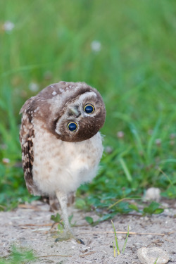 marjoree:  (1 &amp; 2, by Photomatt28 &amp; barloventomagico)  “There are a number of things which separate the burrowing owl from other species. The first clue is in the name.  Another is that they are the smallest species of owl on the planet and