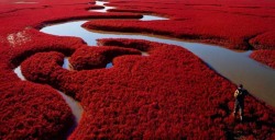 mindfight:  Red Beach in Panjin, China. 