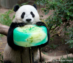 fictionspulp:  Giant panda Yun Zi celebrates his 3rd birthday