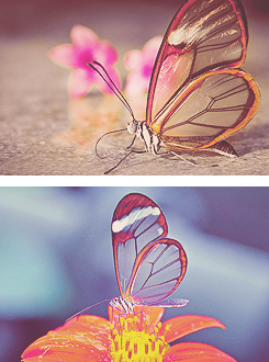 The Glasswinged butterfly (Greta oto) is a brush-footed butterfly,