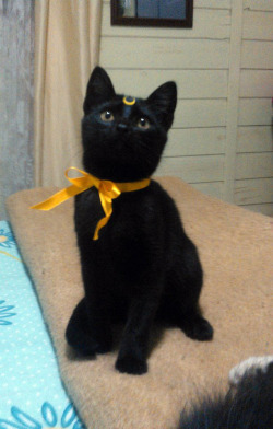 curecupcake:  The name of this cat is Luna, she belongs to my