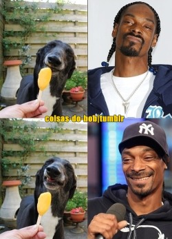  Snoop Dog : ” Esse é o meu cachorro” 