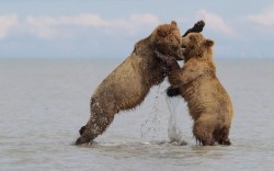 theanimalblog:  Two young brown bears fight while playing in