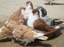 freakyguts:  apigeonstruttingincircles:  Sherazi Pigeons by ~