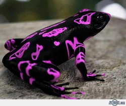 phototoartguy:  Costa Rican Variable Harlequin Toad @thezooom.com