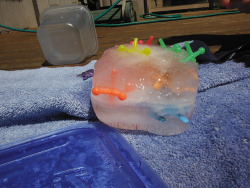 animelaserdisc:  Dollar store toys! Trapped in a block of ice!