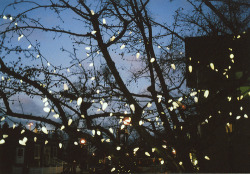 old-siren-song:  Follow the fairy lights.