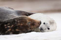 getawildlife:  Seals (by Alessio Mesiano) 