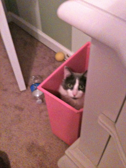 getoutoftherecat:  get out of there cat. you are not trash. be