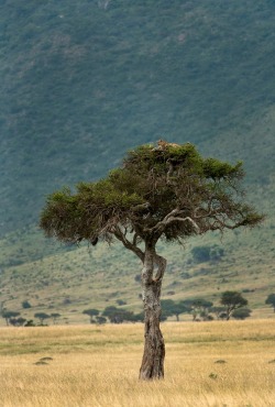 earth-song:  “Leopard on a Tree Top” by Vijay Ramanathan