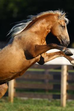 animalgazing:  ~Play Time~ Photo by Bob Langrish This beautiful