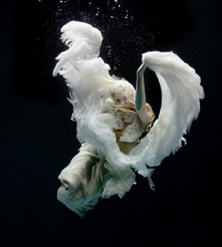 showslow:  Underwater Photobraphy by Zena Holloway, Swan Song.