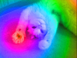SPREAD THE RAINBOW LOVE ALMIGHTY GLITTER CAT!