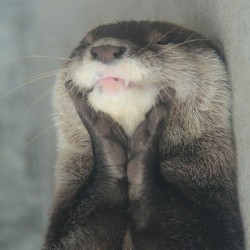 dailyotter:  Delighted Otter Is Delighted Via Beginners’ Blog