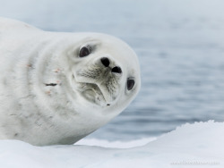 animals-animals-animals:  Crabeater Seal (by Forrest Brown) 