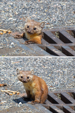 cattletyrants: theblindcat:  Pine Marten coming out of drain