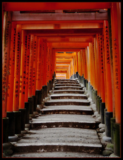 japanlove:  Steps at Fushimi Inari Shrine, Kyoto by discopalace