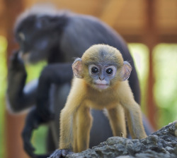 animals-animals-animals:  Baby Dusky Leaf Monkey (by Troup1)