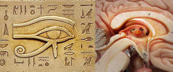 surrealmagicalism:  The ancient Egyptian symbol Wadjet (the Eye