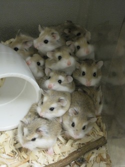pumpkinfishes:  So we got some hamsters in at work. And I just