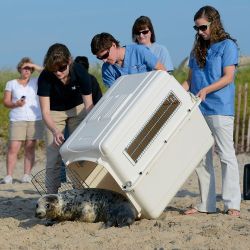 theanimalblog:  Mystic Aquarium’s 6 month old seal released