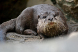 dailyotter:  Those Are Some Whiskers Otter Has Via tomosuke214
