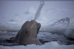 theanimalblog:  Beluga whales by Dafna Ben Nun 