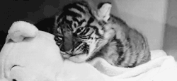 Such a cute sleepy tiger cub with it’s soft toy :)
