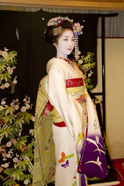 geisha-licious:  maiko Fumino posing with Ayano’s formal kimono