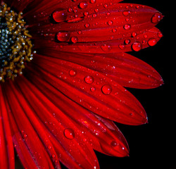 prettylittleflower:  _MG_7274.jpg (by MartinTrev) 