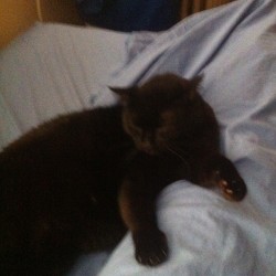 Sleeping on my leg. #cat  (Taken with Instagram)
