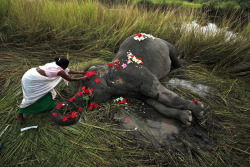 A villager offers flowers to a female adult elephant lying dead