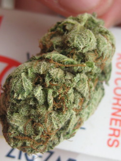 uplvndz:  Toronto Herb 