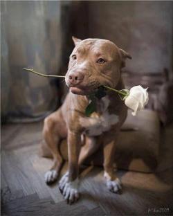 antiorder:  Pit Bull love. Pit Bull romance. <3  