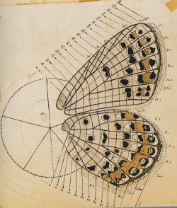 ohfairies:  nabokov’s butterfly anatomy. 