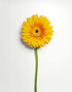  Flowers dipped in liquid nitrogen and then smashed. 