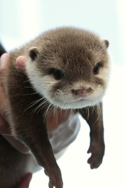 dailyotter:  Otter Pup Hangs Out in Hoomin’s Hands Via Beginners’