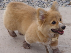 OCD: Obsessive Corgi Disorder