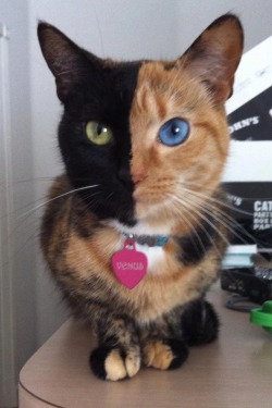 laytonsaloser:  This cat is what’s called a Chimera or a Chimaera.