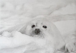 we love seals