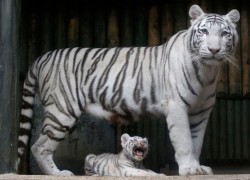 creepicrawlies:  A rare white Bengal tiger cub sits at the feet