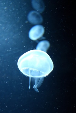 abducido: jellyfish by ~VioletPictures