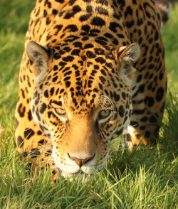 hippie-tranquility:  wild-earth:  Jaguar   