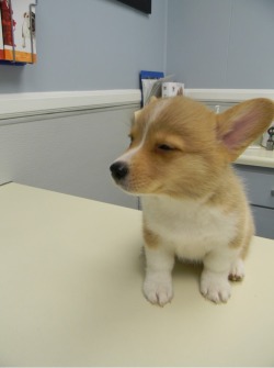 runtmasterflex:  Skeptical corgi is skeptical. 