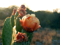 hubiera-no-existe:  A picture of a cactus during the sunset outside