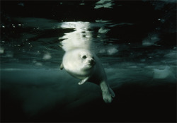 fyeah-seacreatures:  Harp Seal, Gulf of St. Lawrence, Canada,