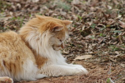 cutest-cats:  Pumpkin