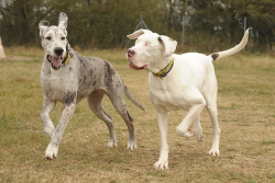 setbabiesonfire:  blue-eyes-thatsparkle:  Lily is a Great Dane