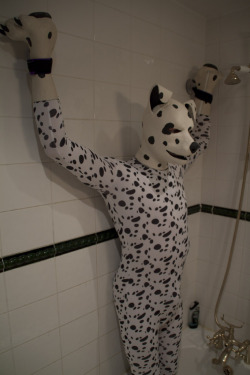 pigboyny:  zentaispot:  ZentaiSpot Bound in the Shower  WOOF!